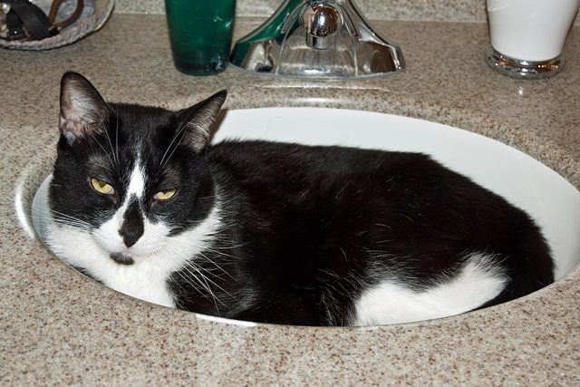 A black and white cat filling an oval sink right up to the rim.