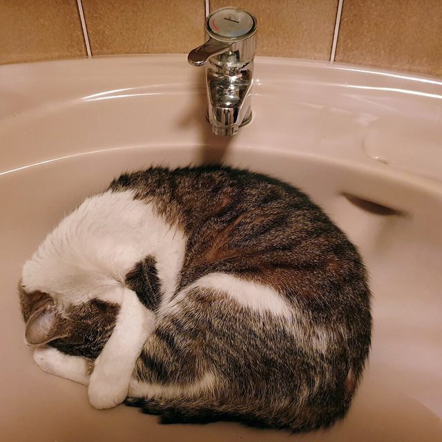 A tabby and white cat curled into a perfect circle in a round bathroom sink.