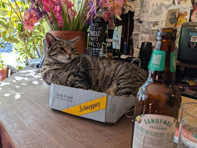 A tabby cat filling a shallow soda water box, overflowing the top.